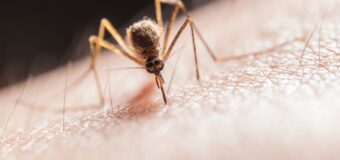 Ochrona przed ukąszeniami komarów – zaplanuj to wcześniej!