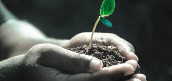 Growbox DIY: Jak zbudować własny growbox tanim kosztem