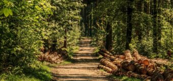 Slow life w lesie: Dlaczego warto spróbować warsztatów kąpieli leśnych?